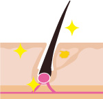 EGF作用の説明図
